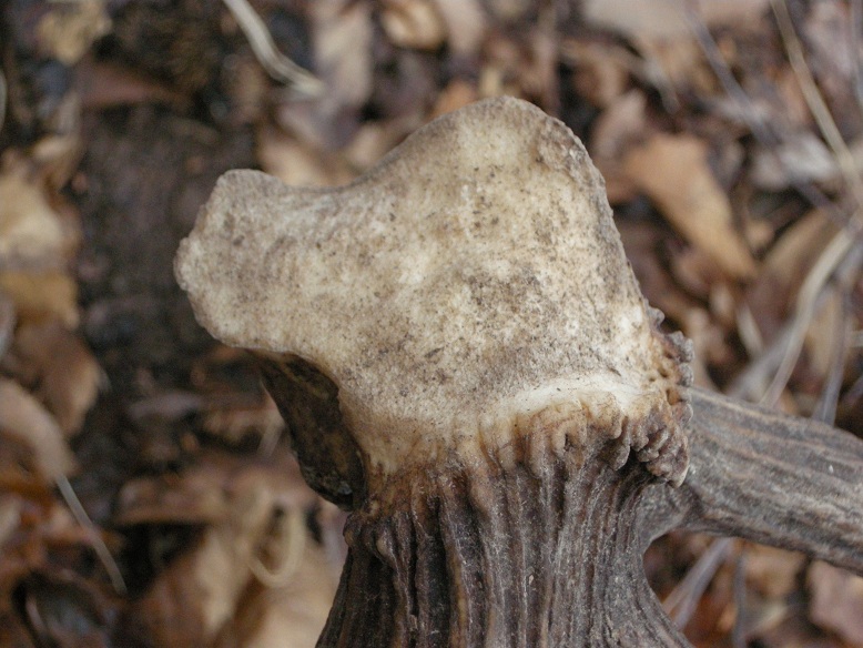 palchi raccolti